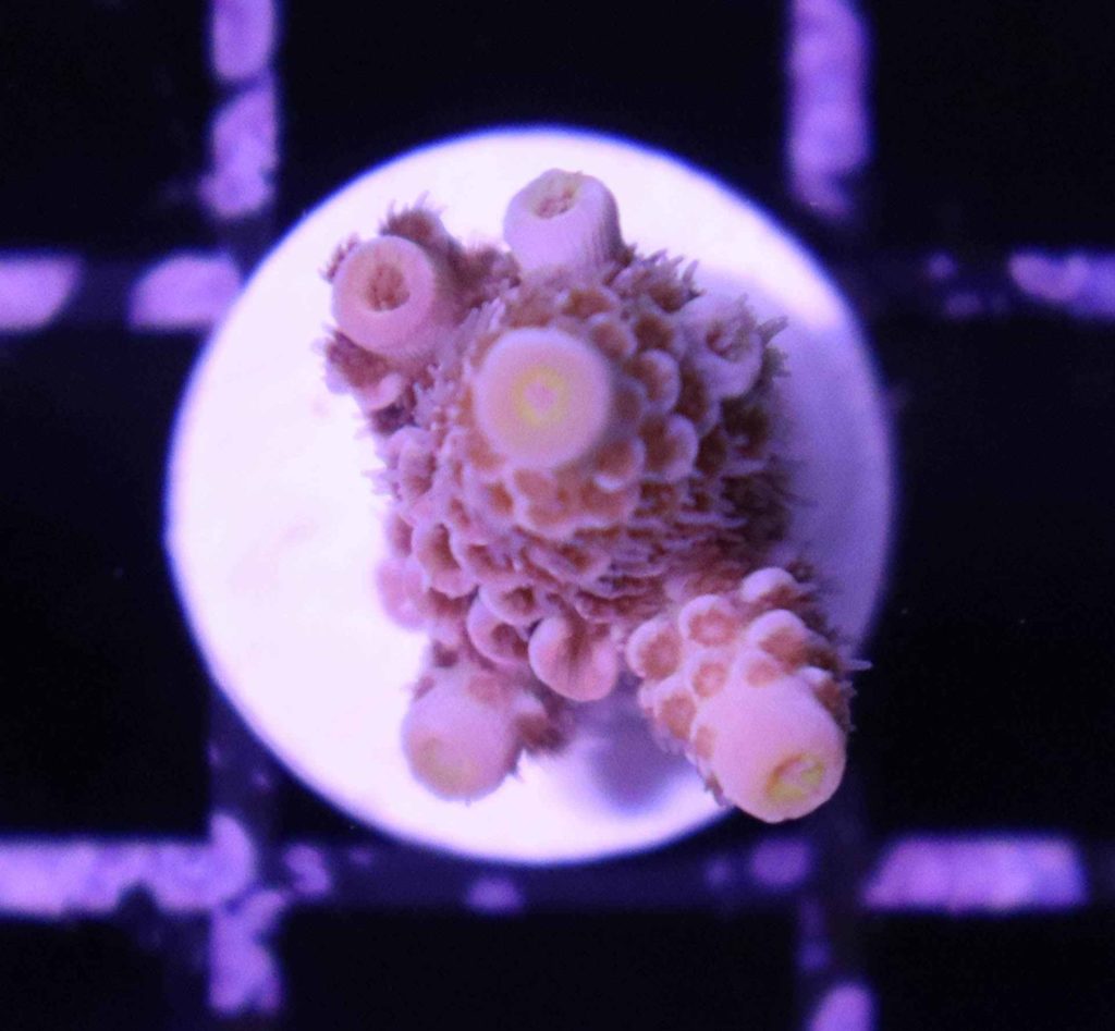 Frag Box Corals