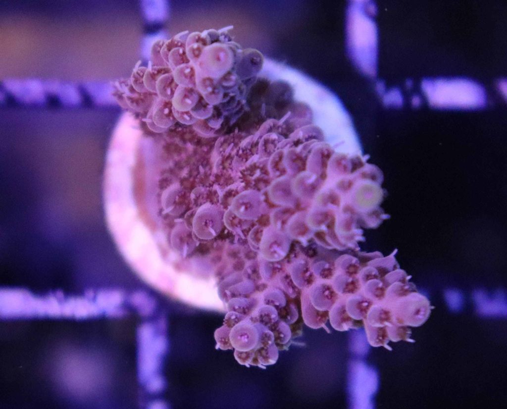 Frag Box Corals