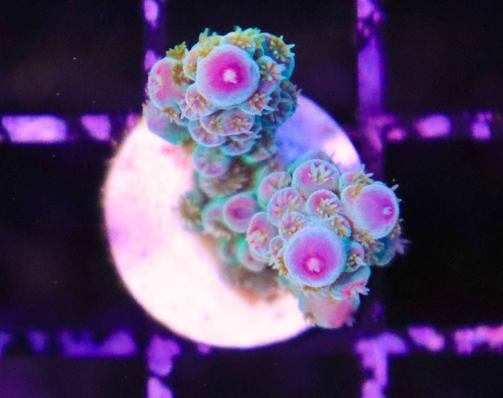 Frag Box Corals