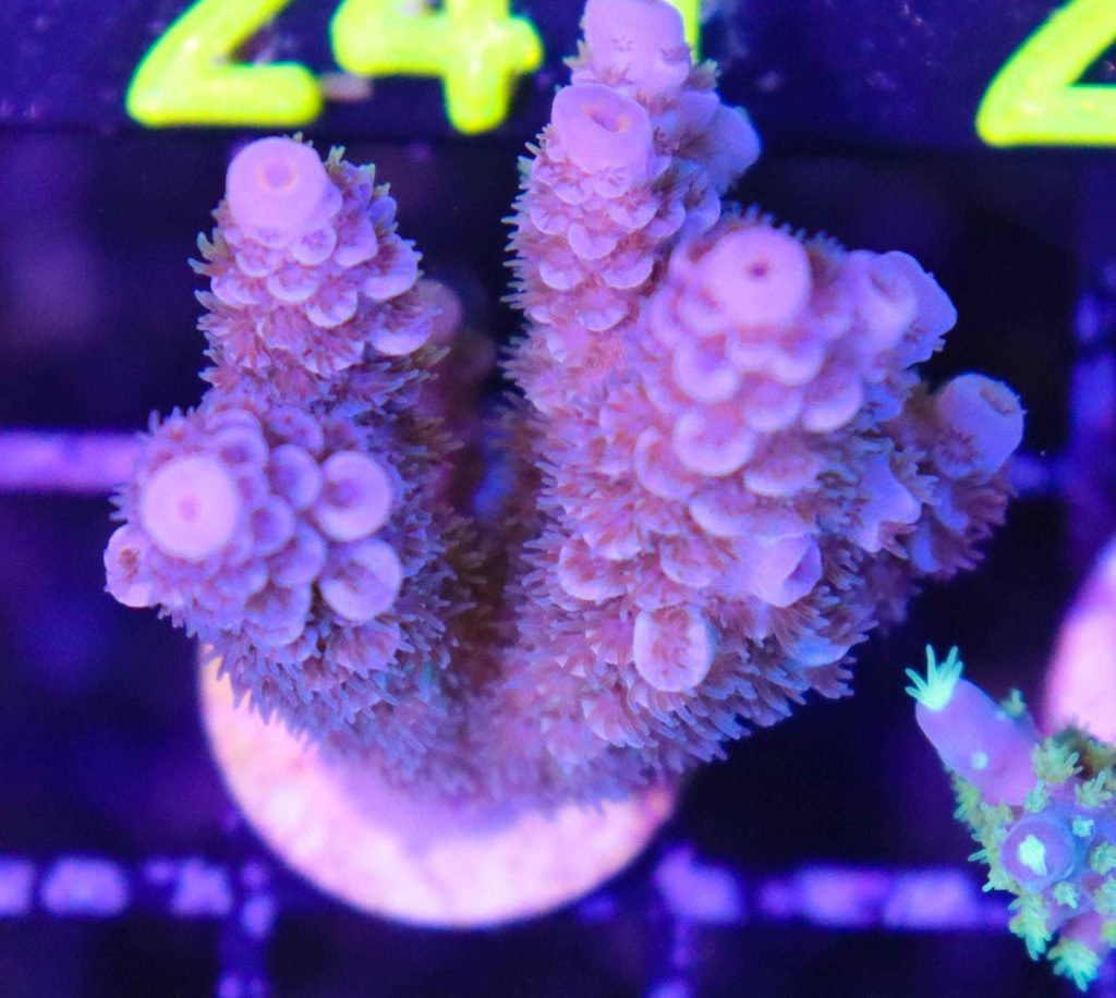 Frag Box Corals