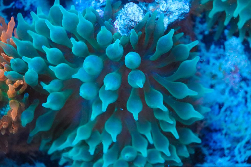 Frag Box Corals
