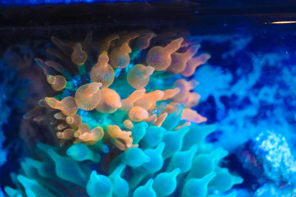 Frag Box Corals