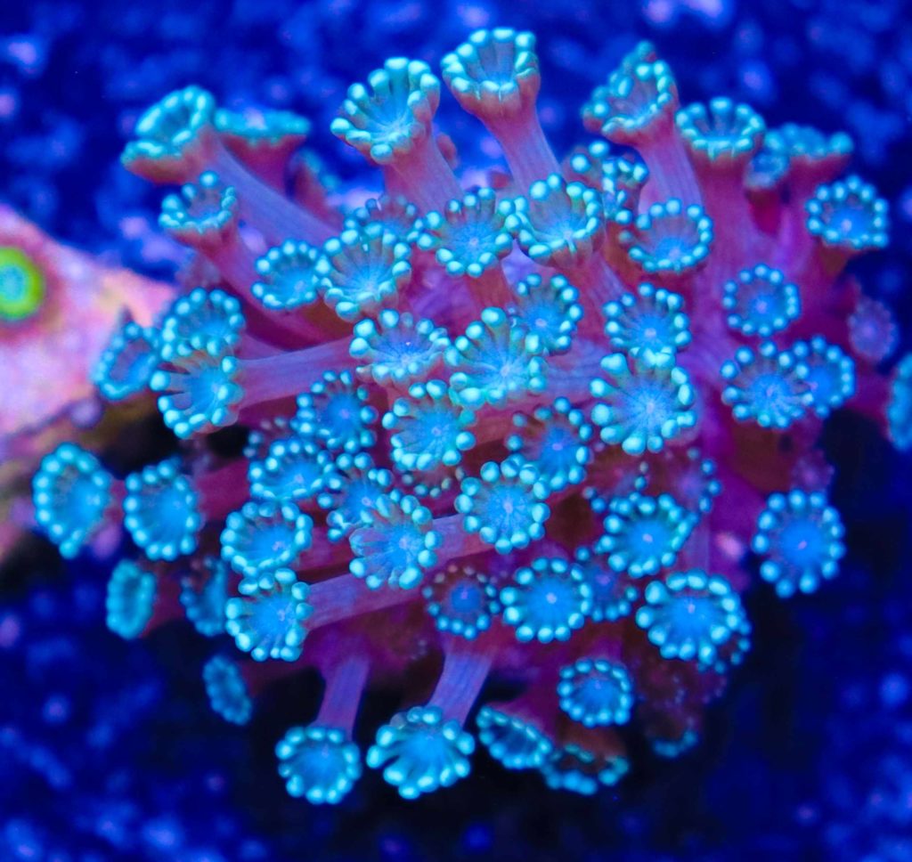 Frag Box Corals