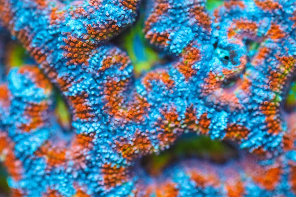 Frag Box Corals