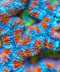 Australian Acan Frag
