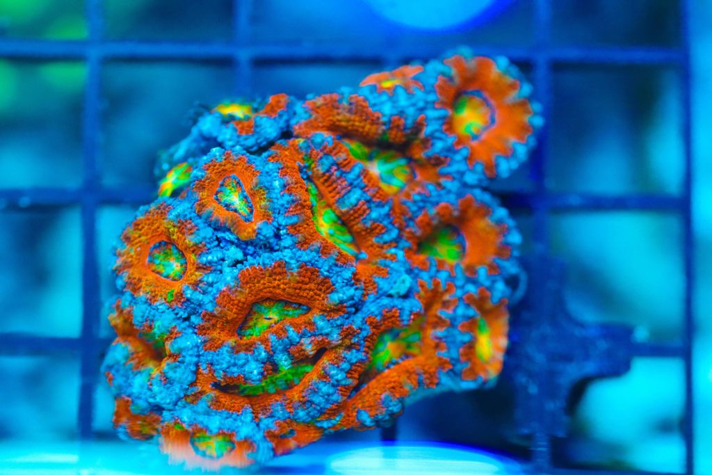 Frag Box Corals