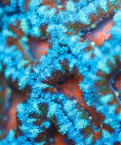Australian Acan Frag