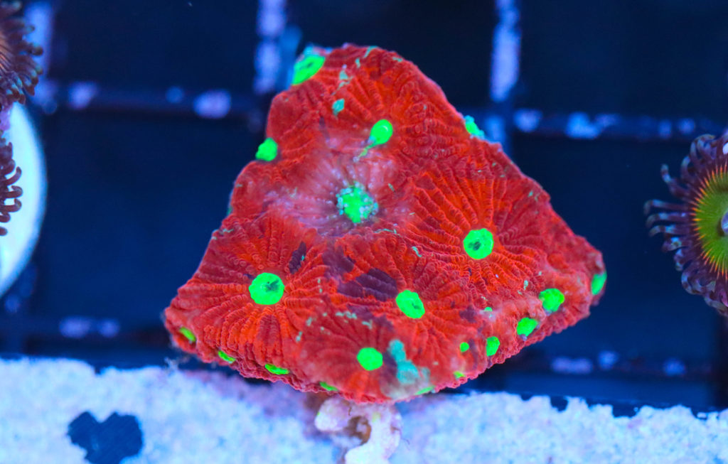 Frag Box Corals