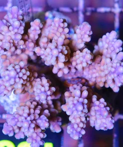 Acropora Valida