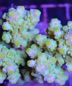 Acropora Tortusa