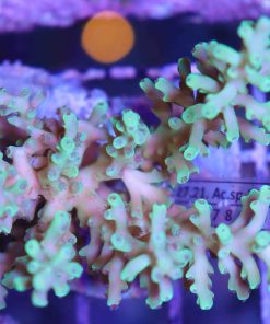 Green Dragon Acropora Echinata
