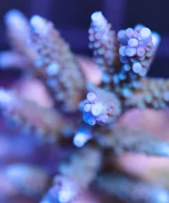 Acropora Parilis