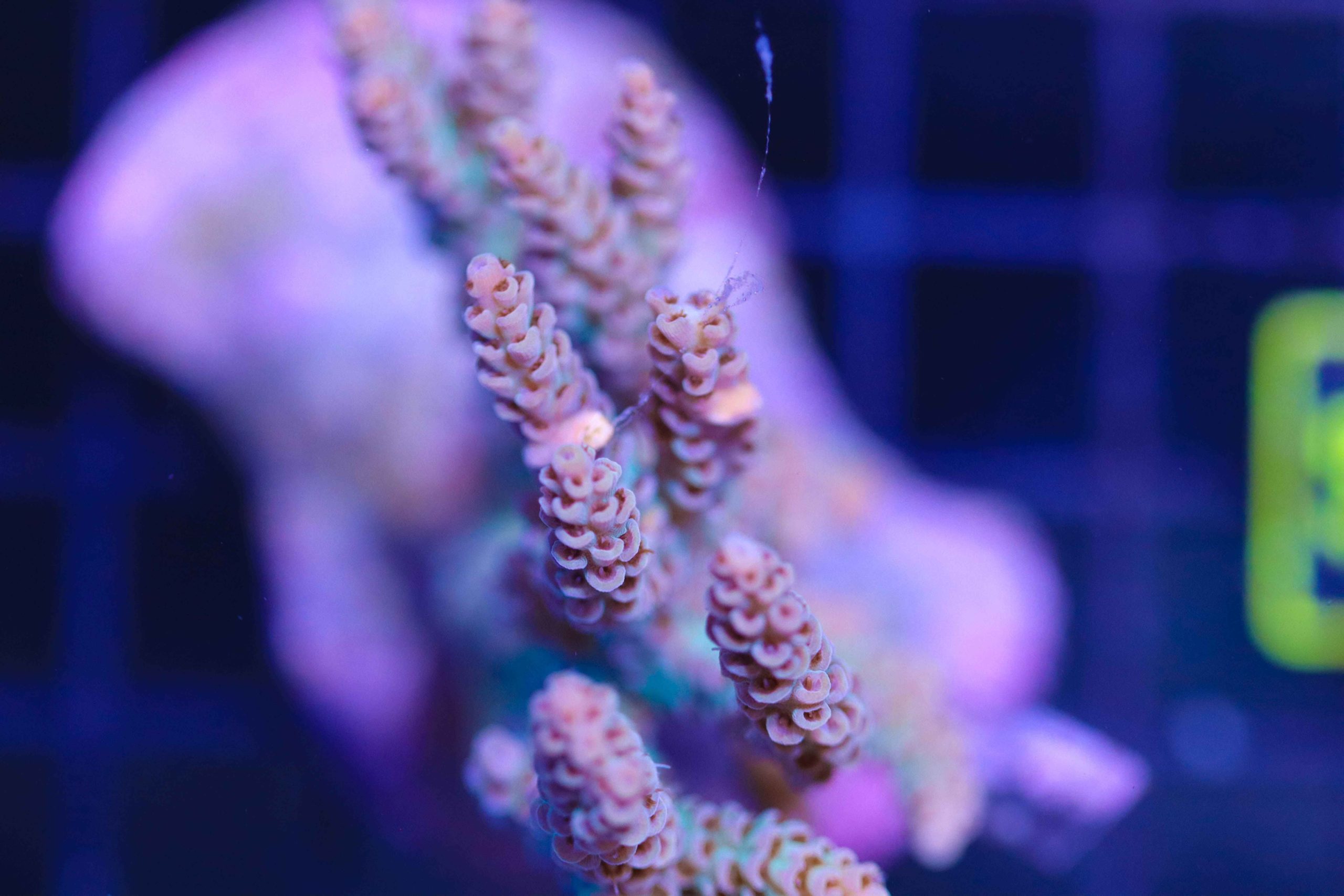 Acropora Selago - Frag Box Corals