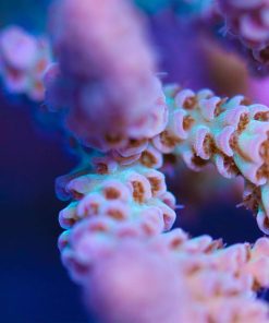 Acropora Selago