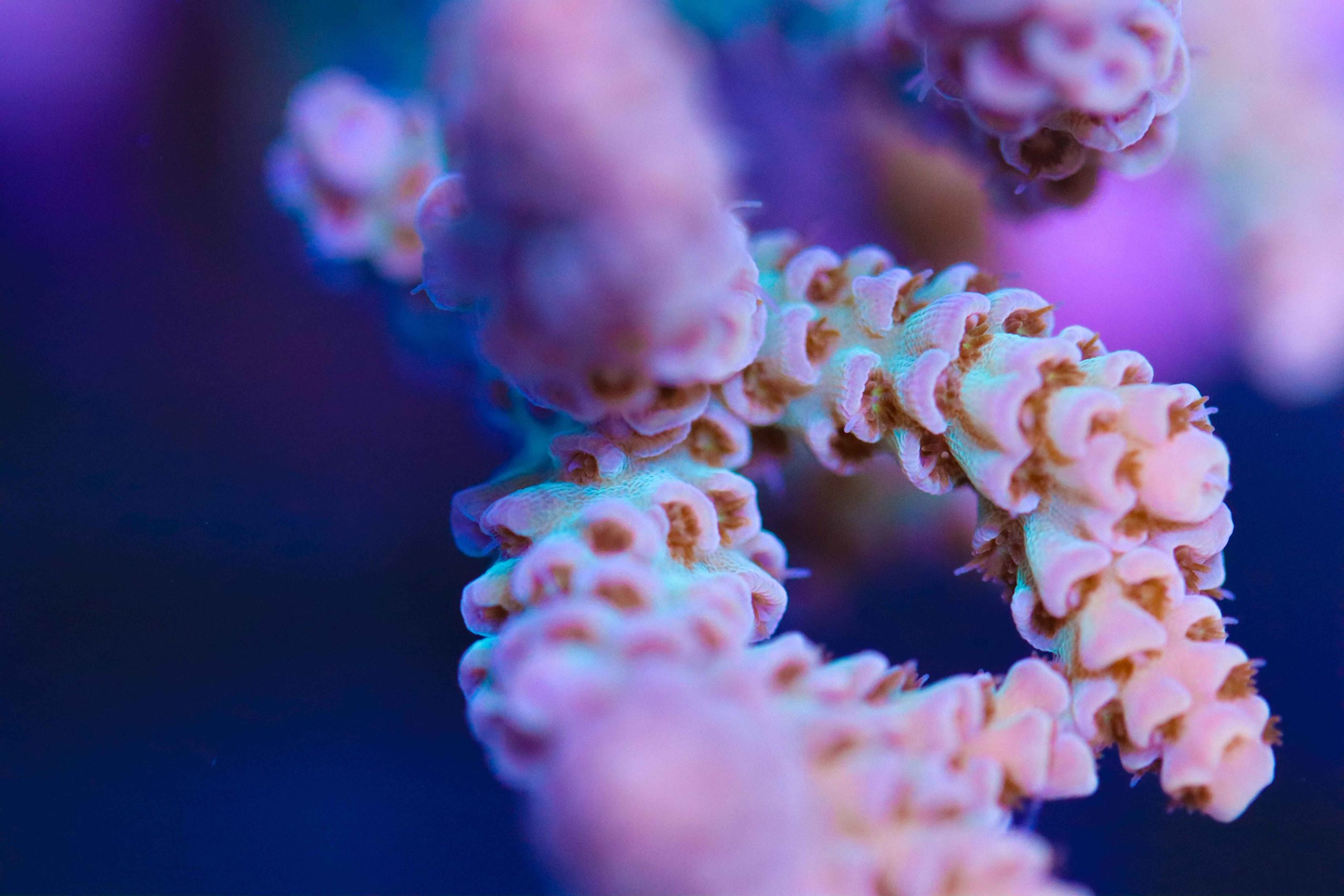 Acropora Selago - Frag Box Corals
