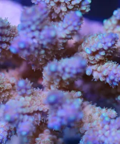 Acropora Horrida Frag
