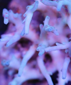 Acropora Speciosa
