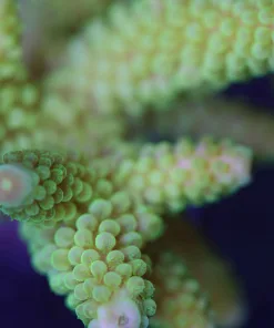 Acropora Yongei
