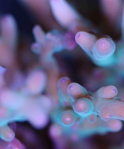 Acropora Granulosa