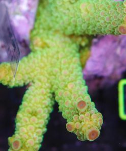 Acropora Papillare