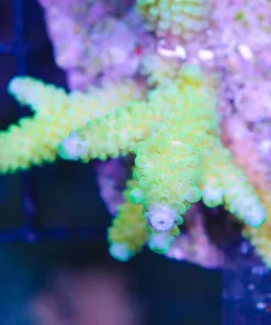 Acropora Formosa