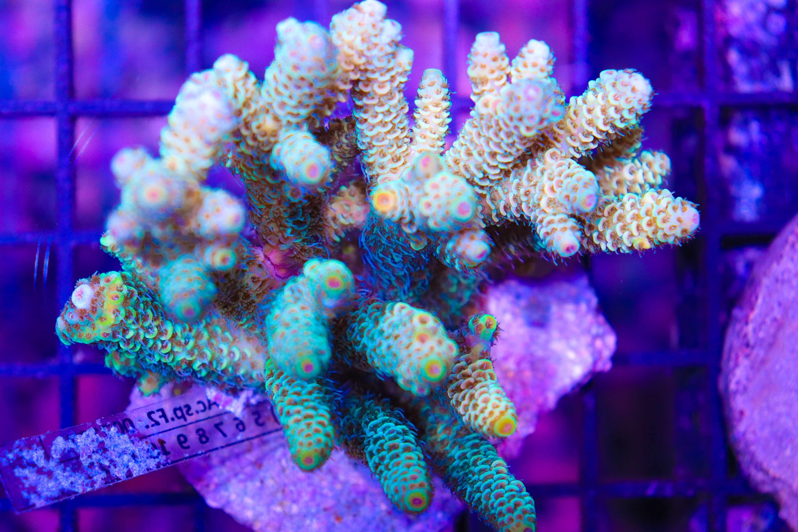 RIVEA - 🪸 Acropora Digitifera, recognizable by the blue color visible on  the tips of its branches. Help us to plant 🪸 with The Coral Planters and  participate in the restoration of