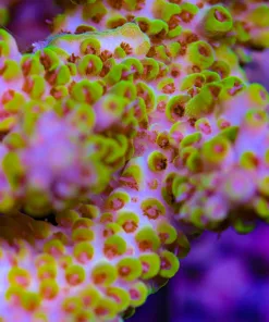 Acropora Selago