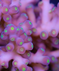 Deepwater Acropora