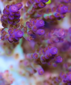 Acropora Plana