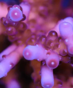 Purple Deepwater Acropora