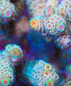 Acropora Millepora