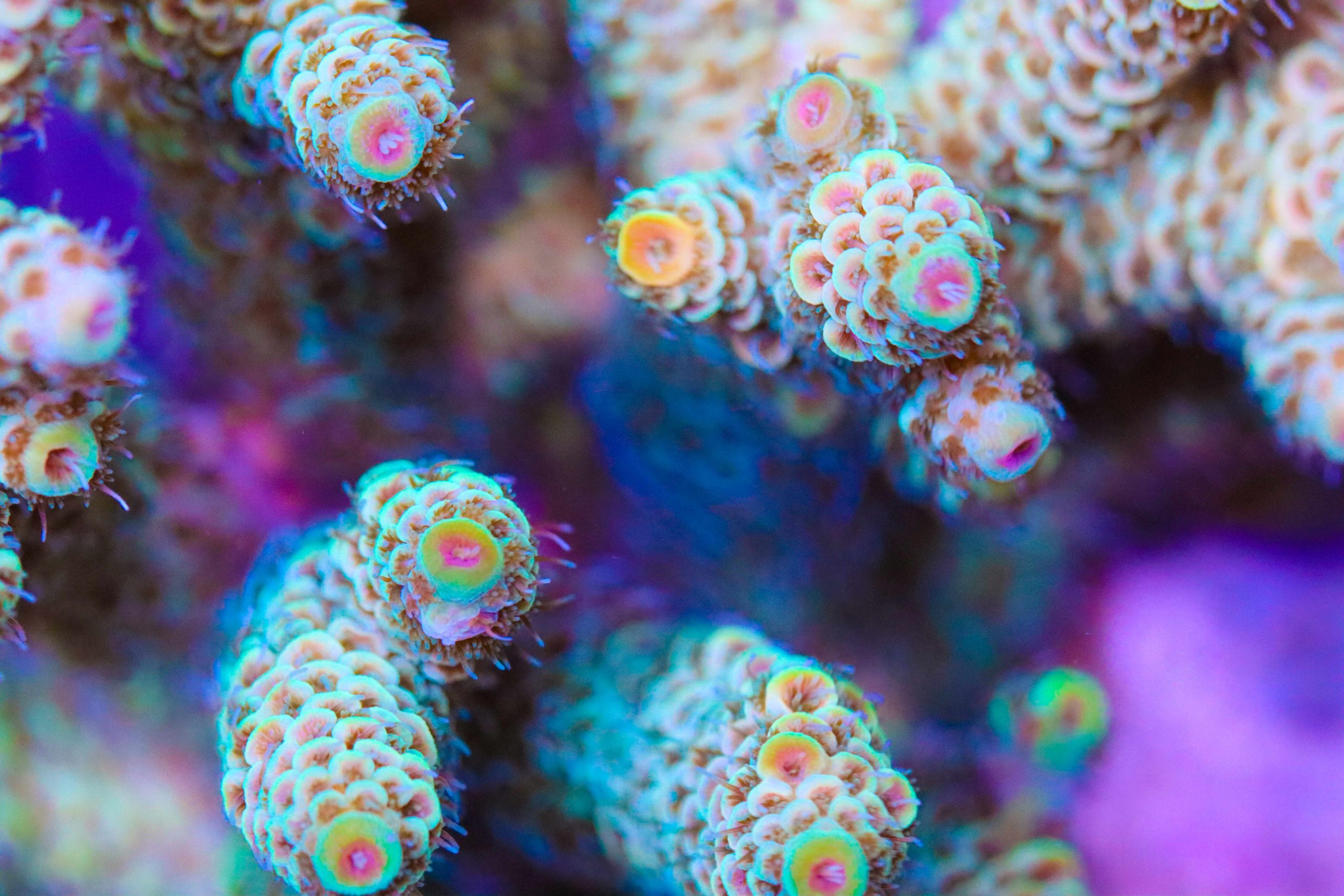 Acropora Millepora - Frag Box Corals