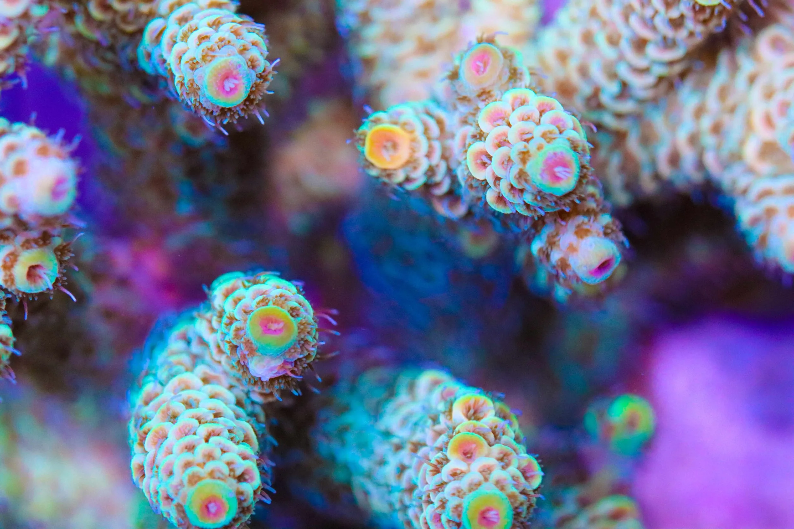 Acropora Millepora