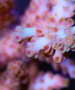 Acropora Nasuta