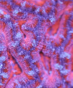 Pink Acan Coral