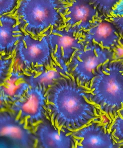 Dragon Eye Zoas Frag