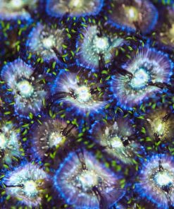 Nirvana Zoanthid  (2-3 heads)  (Row #13:B)