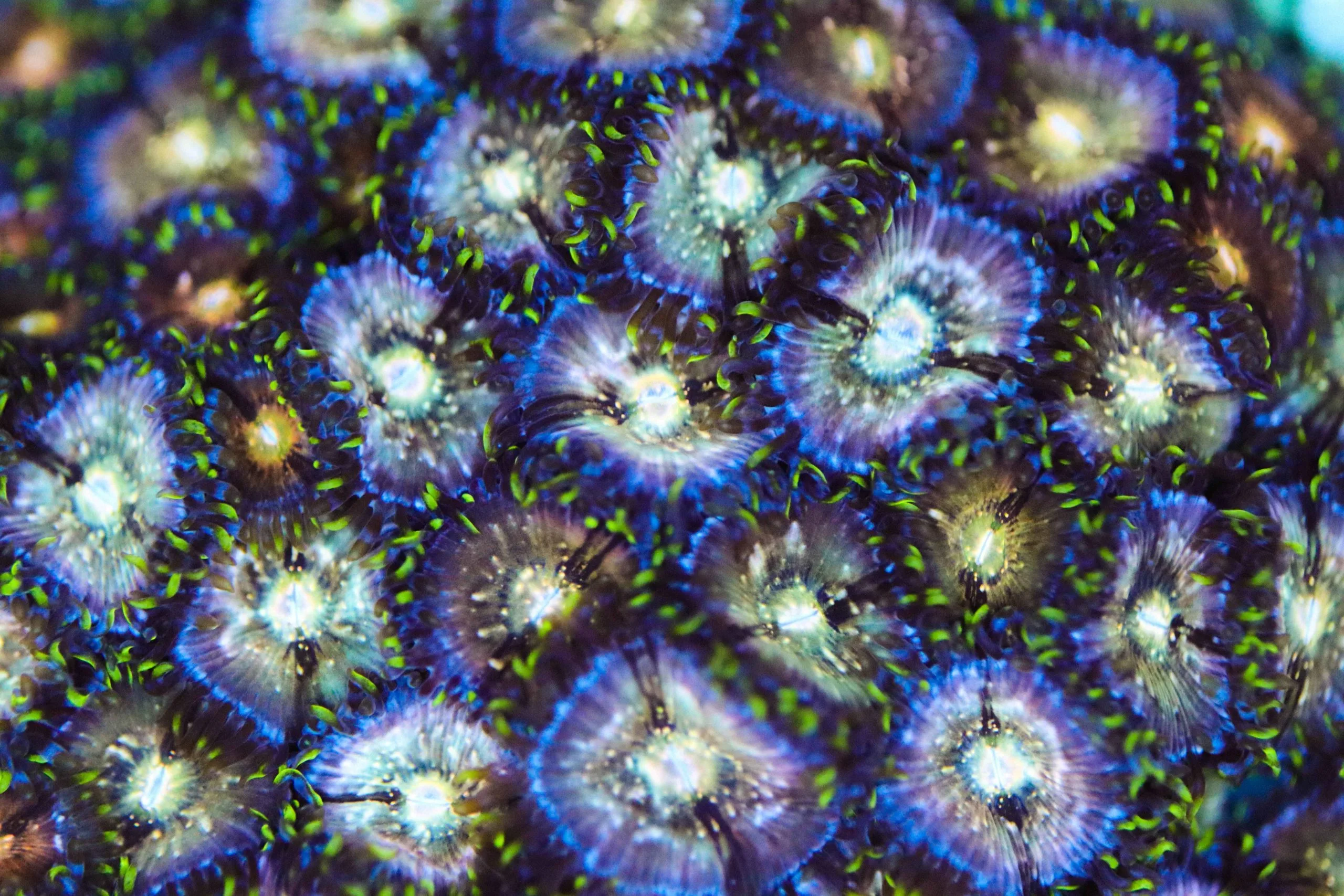 Nirvana Zoa