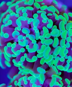 Branching Hammer Coral