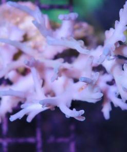 Acropora Suharsonoi