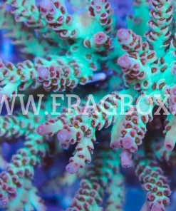 Acropora Selago