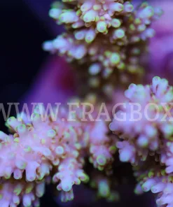 Acropora Abrotanoides