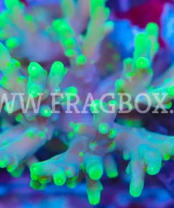 Acropora Caroliniana