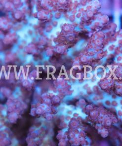 Acropora Plana