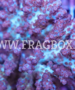 Acropora Plana
