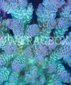 Acropora Tenuis