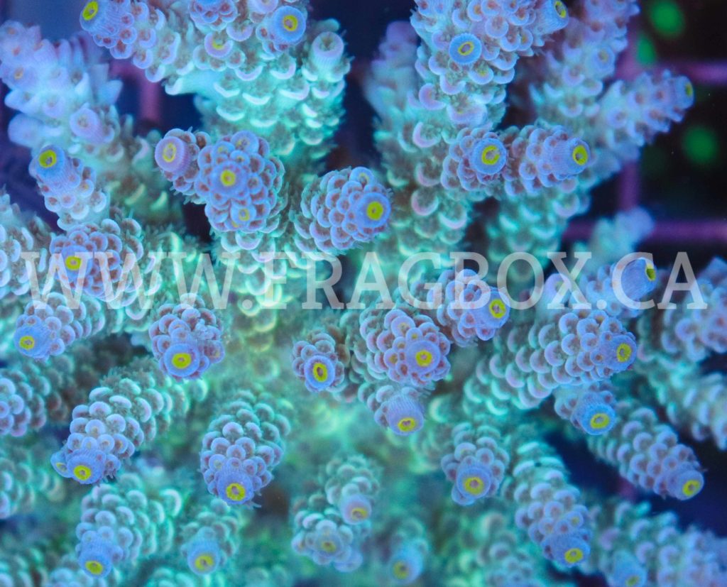 Acropora Tenuis - Frag Box Corals