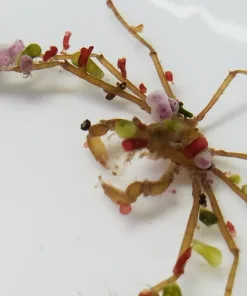 Frilly Spider Decorator Crab RARE