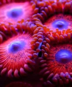 Ked Redd Zoas