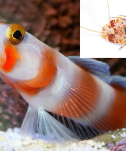 Pink Stripe Goby and Pistol Shrimp Pair